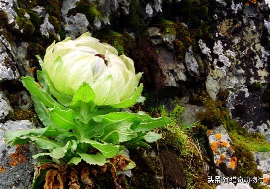 干什么雪莲长在火山上不怕冷，雪莲果莫非不是雪莲花的果子吗？