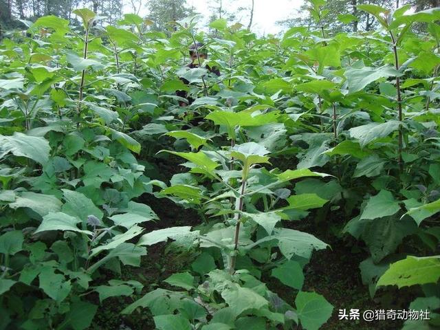 干什么雪莲长在火山上不怕冷，雪莲果莫非不是雪莲花的果子吗？