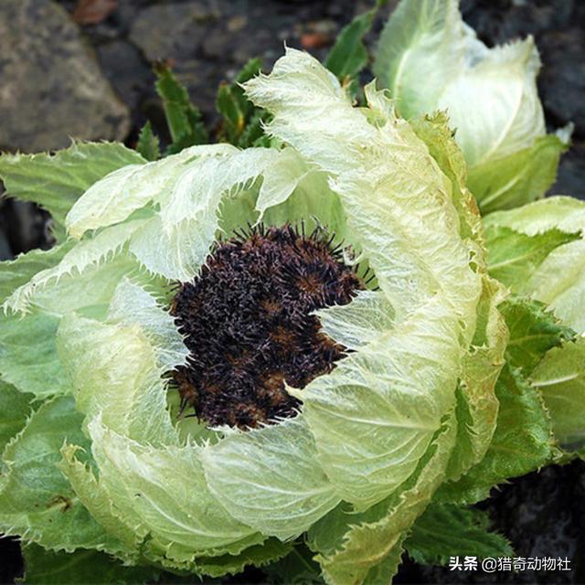 干什么雪莲长在火山上不怕冷，雪莲果莫非不是雪莲花的果子吗？