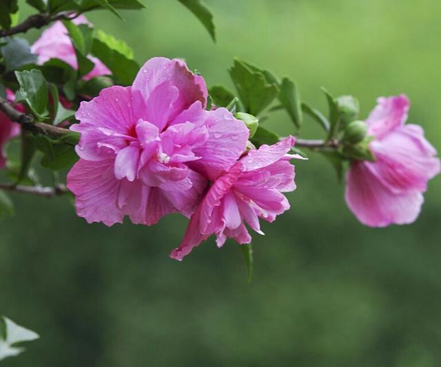 符合朔方天井培植的花草，哪些场面又好养？