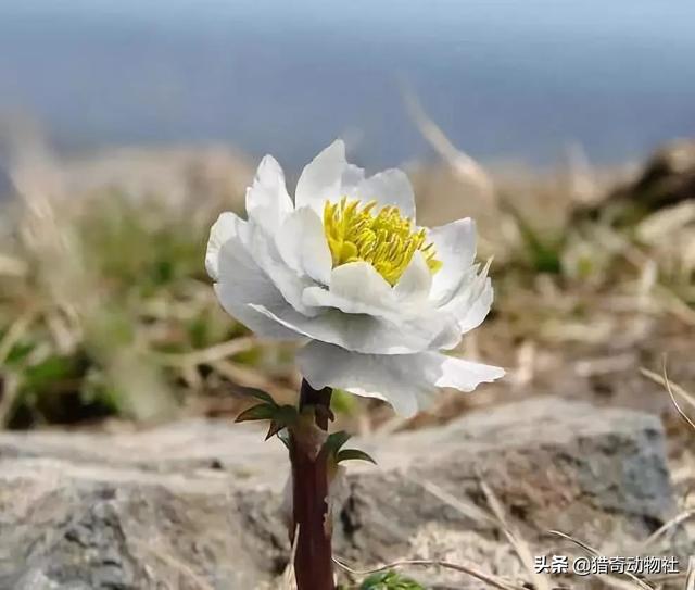 干什么雪莲长在火山上不怕冷，雪莲果莫非不是雪莲花的果子吗？