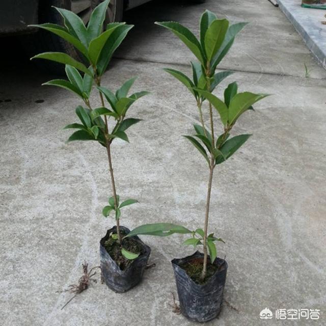 插条的木樨生根了，此刻要移植吗？