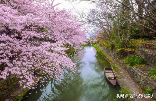 诗词拍照：“杏花季节在江南”的意象怎样拍摄？