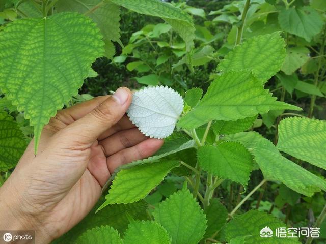 乡村很多这培植物，你领会它的称呼以及用处吗？