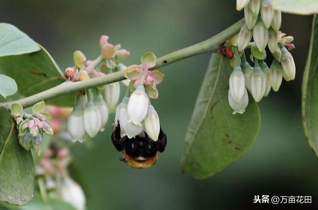 蓝莓坐果进程？