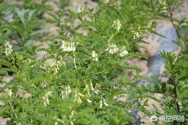 野生黄芪长怎么办？有什么特性？