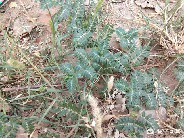 农村地区的野生黄芪是什么？它是植物吗？如何区分？