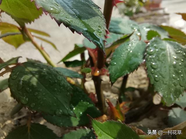 芳香木长了很多牙色色小虫子如何处置？有领会的说一下吧感谢？