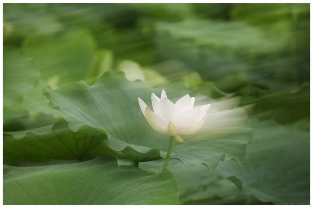 指导大师可否瓜分本人拍摄的莲花图片并赋诗一首吗？