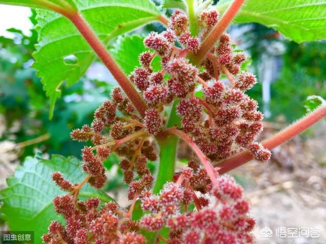 乡村很多这培植物，你领会它的称呼以及用处吗？