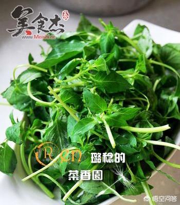 荆芥如何培植呢？你领会哪些好吃的做法？