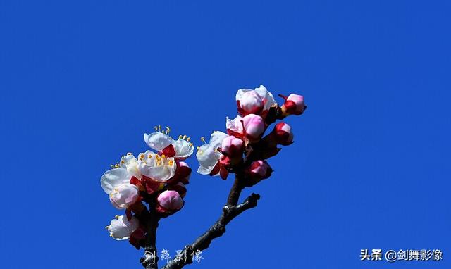 怎样拍摄“春日游，杏花吹满头。”诗句中的场景？