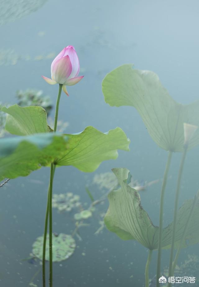 在夏天，我拍了一个莲花赛，我怎么能拍摄很多莲花照片？