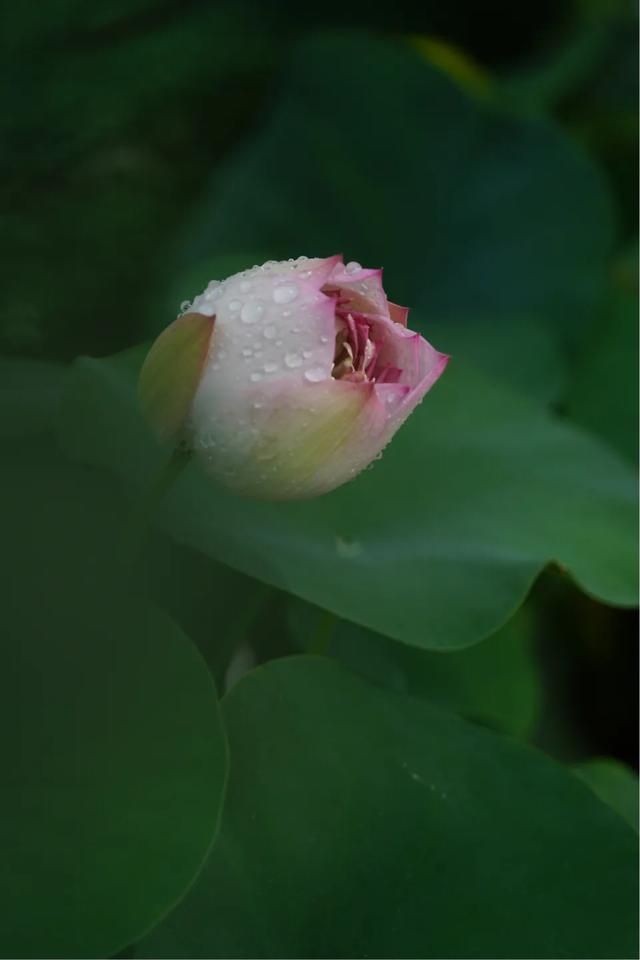 怎样拍荷花，如许的荷花像片不妨吗？