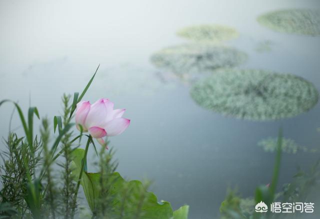 在夏天，我拍了一个莲花赛，我怎么能拍摄很多莲花照片？