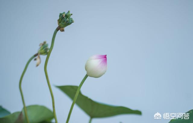 在夏天，我拍了一个莲花赛，我怎么能拍摄很多莲花照片？