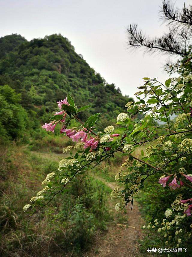 拍照咋拍绣线菊？