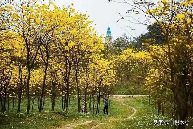 还好吗拍好黄木风铃花？