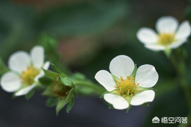 怎样拍摄花草？