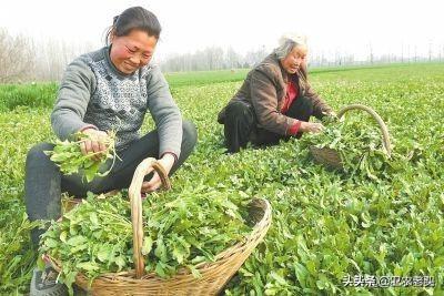 荠菜好卖么，大地步种荠菜卖，效率会咋样呢？