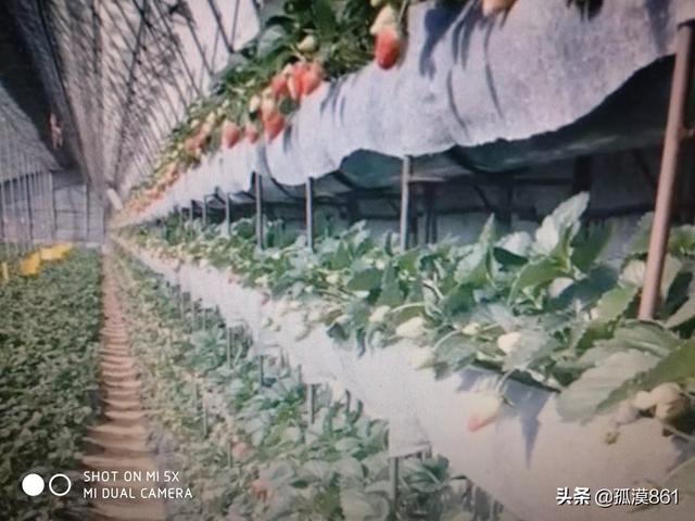 草果价钱从来很高，乡村培植草果有远景吗？培植草果要提防哪些事变？