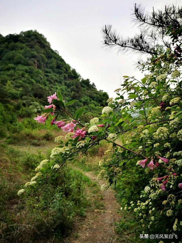 拍照咋拍绣线菊？