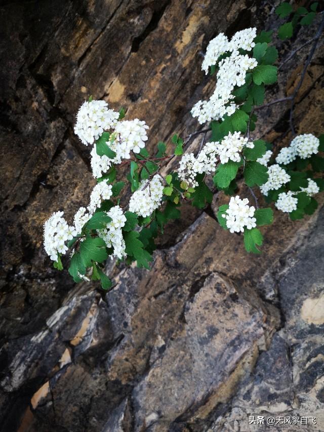 拍照咋拍绣线菊？