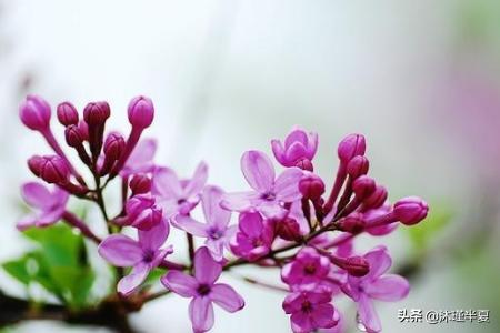 各类花的花语大全，鲜花花语大全？