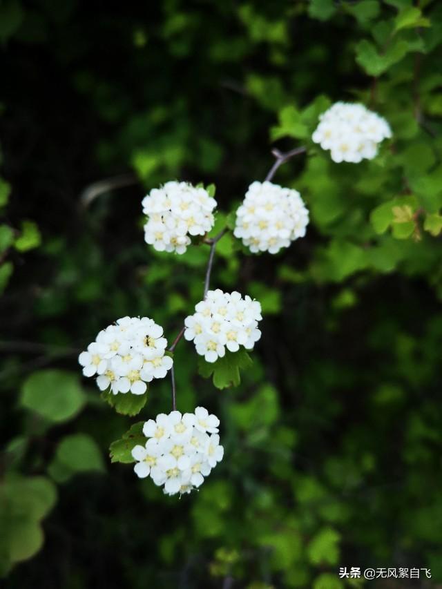 拍照咋拍绣线菊？