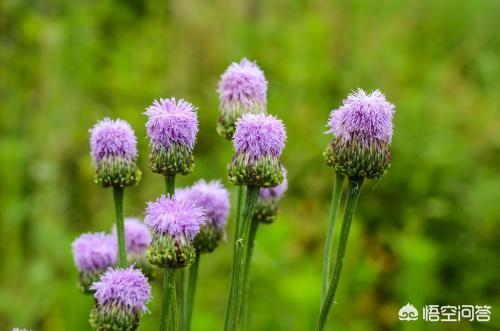 都是野菜，干什么人们不吃泥胡菜和附地菜？