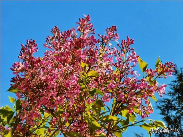 时髦的紫丁香花你拍过吗？不妨瓜分一下图片吗？