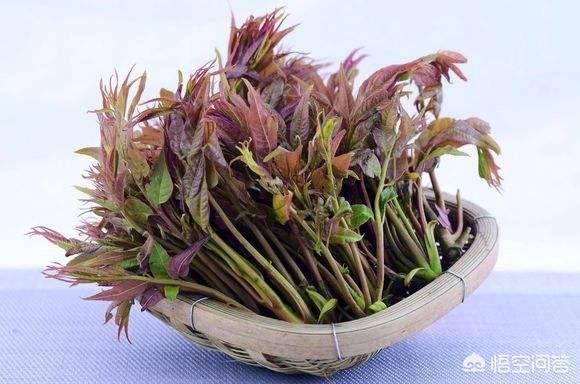 都是野菜，干什么人们不吃泥胡菜和附地菜？