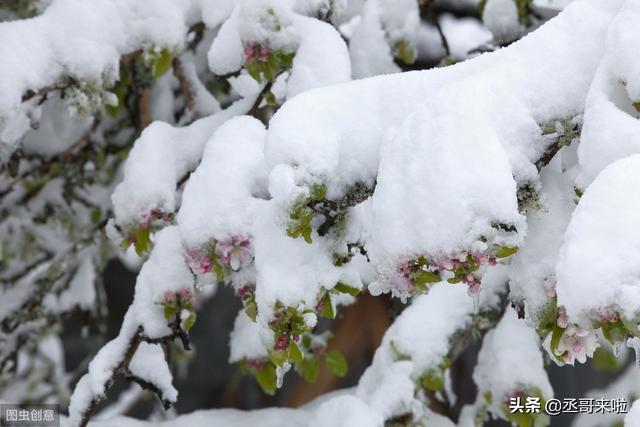 甘肃这场春雪，会对着花的果木有何感化？