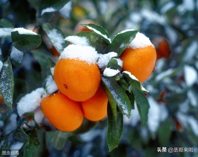 甘肃这场春雪，会对着花的果木有何感化？