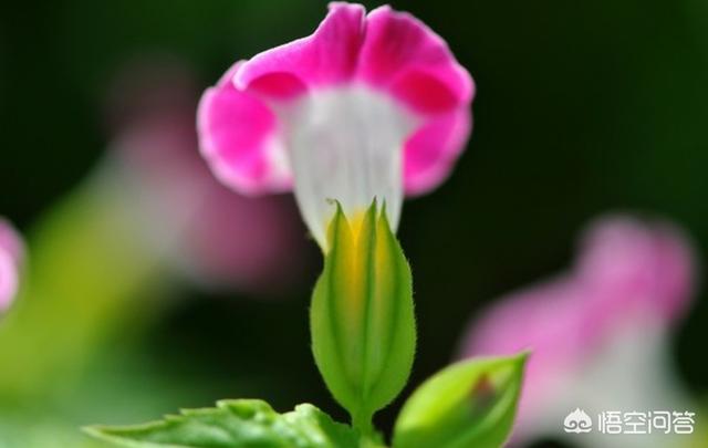 怎样拍摄花草？