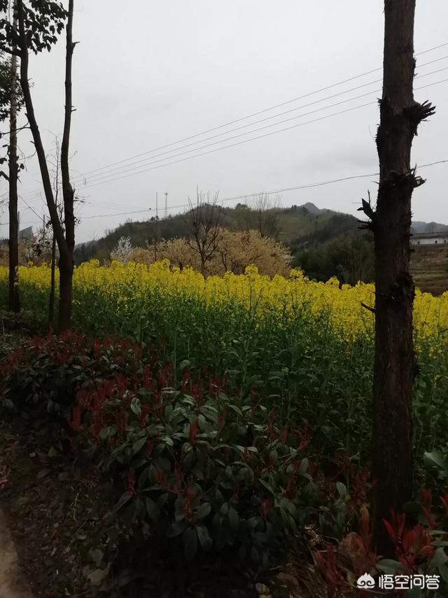 在乡村怎样培植黄花？