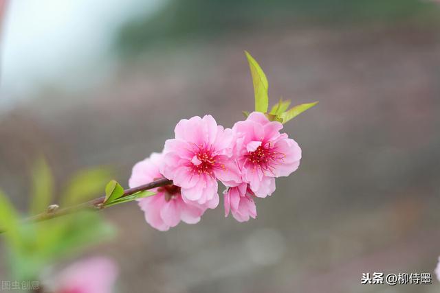 拍照师，一枝花有几何种拍摄本领，如何拍？