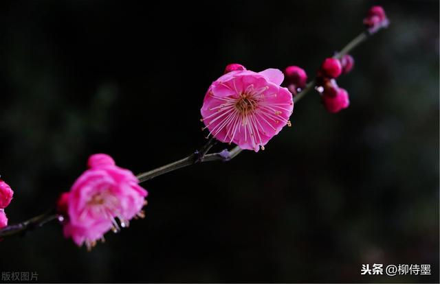 拍照师，一枝花有几何种拍摄本领，如何拍？