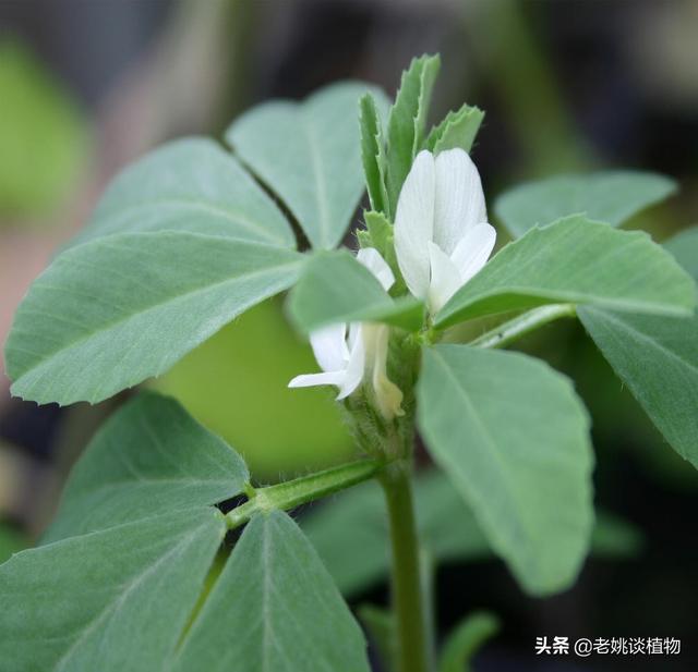 哪种植物通常说香草？什么是使用？