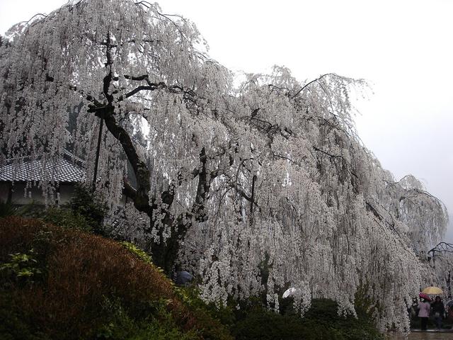 这是樱花草案吗？