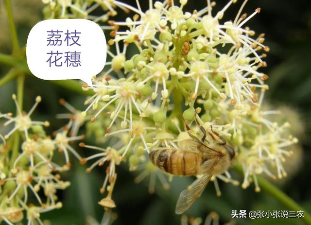 丹荔什么功夫见“白点”？怎样促花？