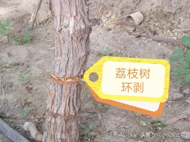 丹荔什么功夫见“白点”？怎样促花？