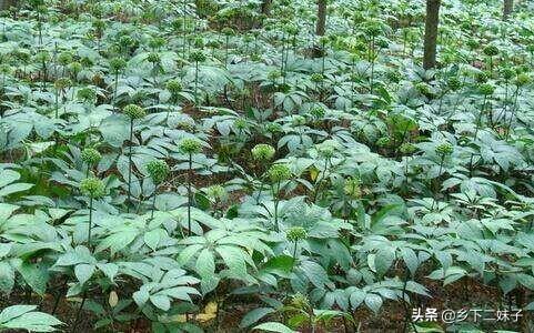 三七怎样培植？有哪些病虫害？怎样防疫？