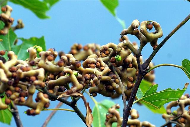 什么样的水果和蔬菜非常美味？