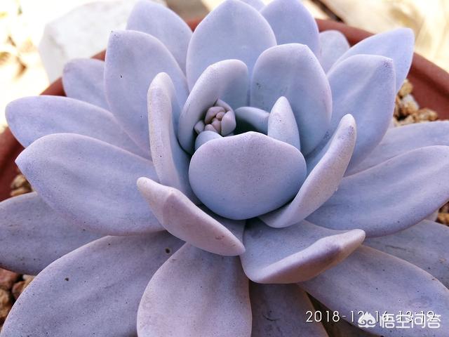 多肉植被白雪莲还好吗形成粉雪莲？