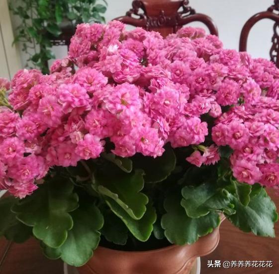 什么花易养?着花快又场面？