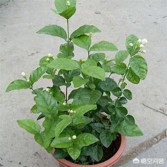 我在花卉市场买了一盆着花的茉莉花花，它的花土特殊硬，我想换一下用什么土好？