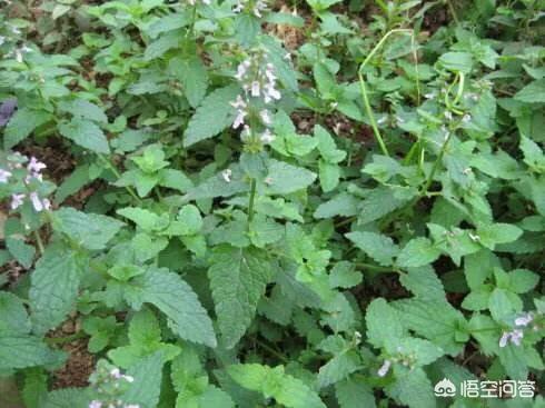 浮图菜很多人想培植获利，该怎样种呢？