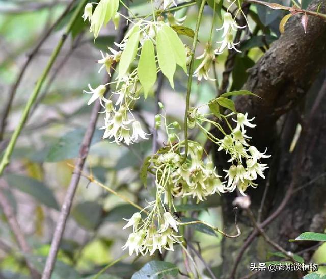 有一种水果叫九月皇，你吃过吗？它是一种什么样的植物？