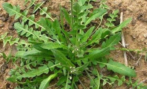 此刻再有人吃野菜吗？